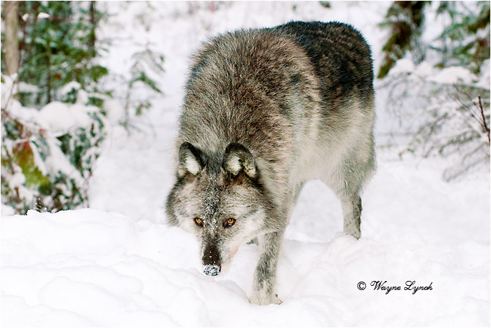 Wolf by Dr. Wayne Lynch &copy;